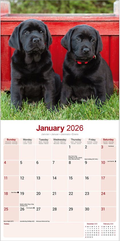 Calendrier Labrador Retriever Zwart 2026