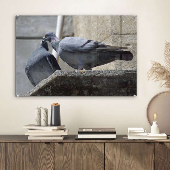 Couple de pigeons voyageurs dans les rues Plexiglas 60x40 cm - Tirage photo sur Glas (décoration murale en plexiglas)