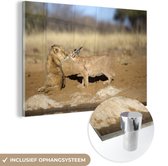 MuchoWow® Glasschilderij 180x120 cm - Schilderij acrylglas - Leeuw - Dieren - Afrika - Foto op glas - Schilderijen