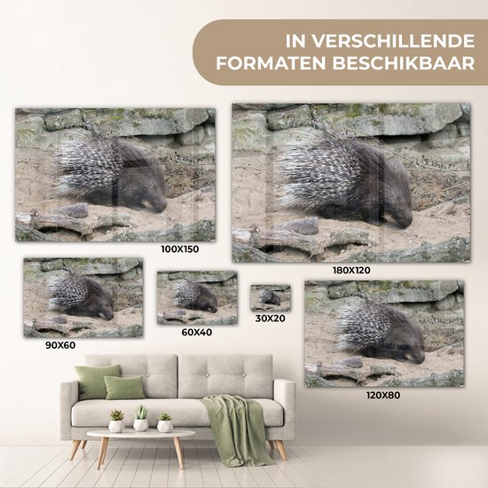MuchoWow® Peinture sur Verre - Porc-épic à queue blanche - 150x100 cm - Peintures sur Verre Peintures - Photo sur Glas