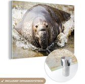 MuchoWow® Glasschilderij 60x40 cm - Schilderij acrylglas - Dieren - Water - Strand - Foto op glas - Schilderijen