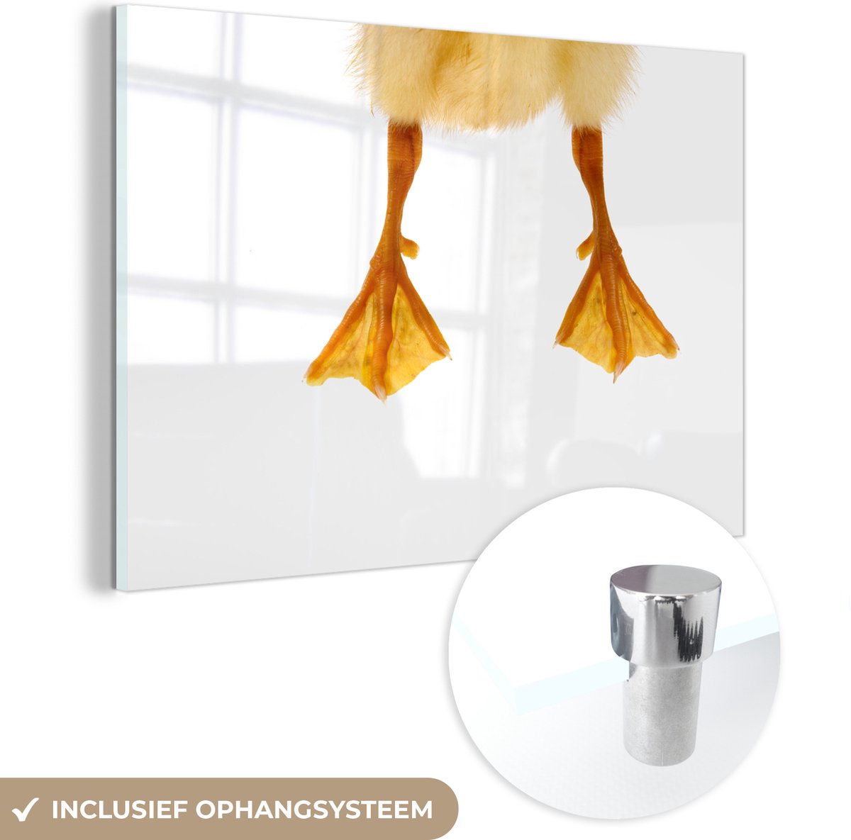 ® Glasschilderij 120x80 cm - Schilderij acrylglas - Poten van een baby eend - Foto op glas - Muurdecoratie woonkamer - Wanddecoratie slaapkamer - Schilderijen