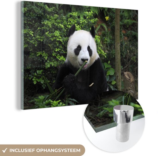 MuchoWow® Glasschilderij 60x40 cm - Schilderij acrylglas - Panda - Bamboe - Bos - Foto op glas - Schilderijen