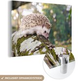 MuchoWow® Peinture sur verre - Hérisson rampant sur une branche - 120x80 cm - Peintures sur verre acrylique - Photo sur Glas