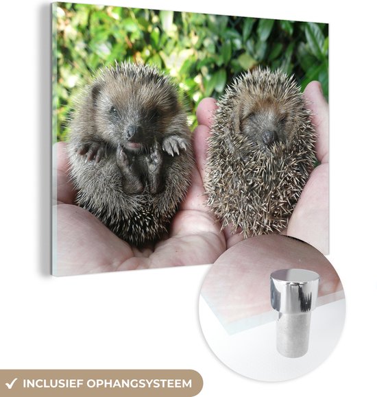 MuchoWow® Peinture sur verre 80x60 cm - Peinture sur verre acrylique - Deux bébés hérissons - Photo sur verre - Peintures