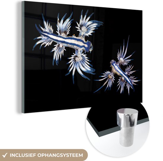 MuchoWow® Glasschilderij 60x40 cm - Schilderij acrylglas - Glaucus atlanticus op zwarte achtergrond - Foto op glas - Schilderijen