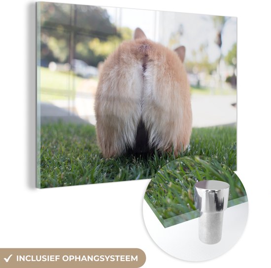 MuchoWow® Glasschilderij - Kont van corgi - Acrylglas Schilderijen - Foto op Glas