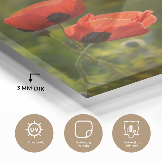 Coquelicots au soleil couchant plexiglas 40x60 cm - Tirage photo sur Glas (Décoration murale en plexiglas)