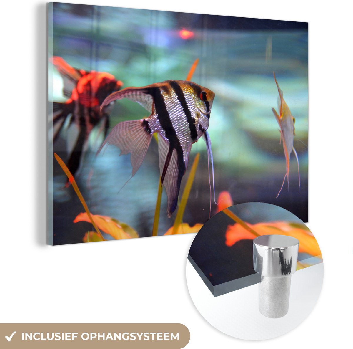 ® Glasschilderij 30x20 cm - Schilderij acrylglas - Aquarium - Vissen - Maanvis - Foto op glas - Muurdecoratie woonkamer - Wanddecoratie slaapkamer - Schilderijen