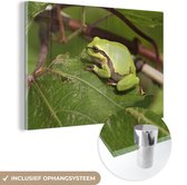 MuchoWow® Peinture sur verre 60x40 cm - Peinture sur verre acrylique - Grenouille - Reptiles - Jungle - Photo sur verre - Peintures