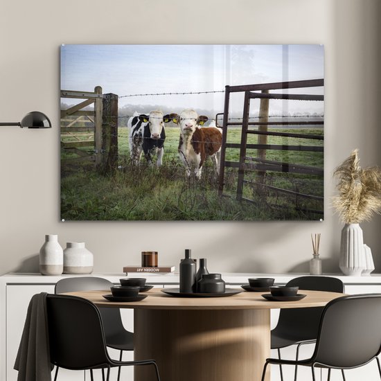 Deux jeunes vaches frisonnes derrière une clôture en fil de fer barbelé Plexiglas 90x60 cm - Tirage photo sur Glas (décoration murale en plexiglas)