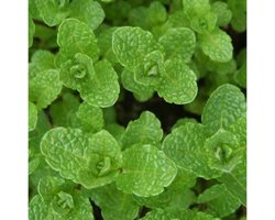 6x Marokkaanse munt - Mentha spicata ‘Marocco’ - Pot 9x9cm