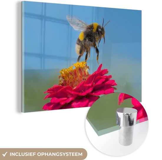 Bumblebee flottant au-dessus d'une plant Zinnia rose Plexiglas 120x80 cm - Tirage photo sur Glas (décoration murale plexiglas)