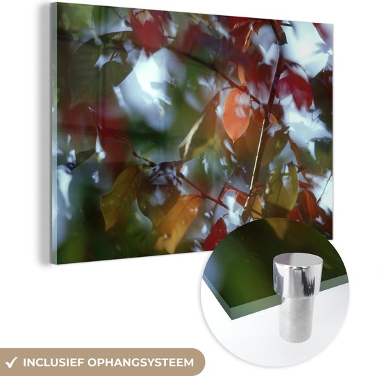 MuchoWow® Glasschilderij 150x100 cm - Schilderij acrylglas - De vogelkers in de herfst - Foto op glas - Schilderijen
