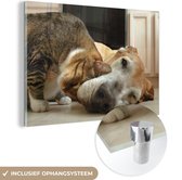 MuchoWow® Glasschilderij 120x80 cm - Schilderij acrylglas - Kat - Hond - Dieren - Foto op glas - Schilderijen