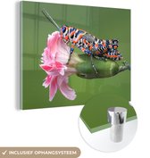 MuchoWow® Glasschilderij 120x90 cm - Schilderij acrylglas - Sprinkhaan - Bloem - Roze - Foto op glas - Schilderijen