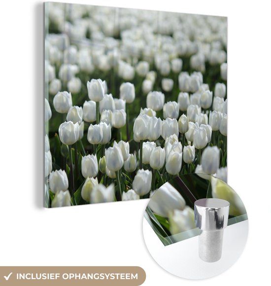 Glasschilderij - Een gebied van witte tulpen in de lente - Plexiglas Schilderijen