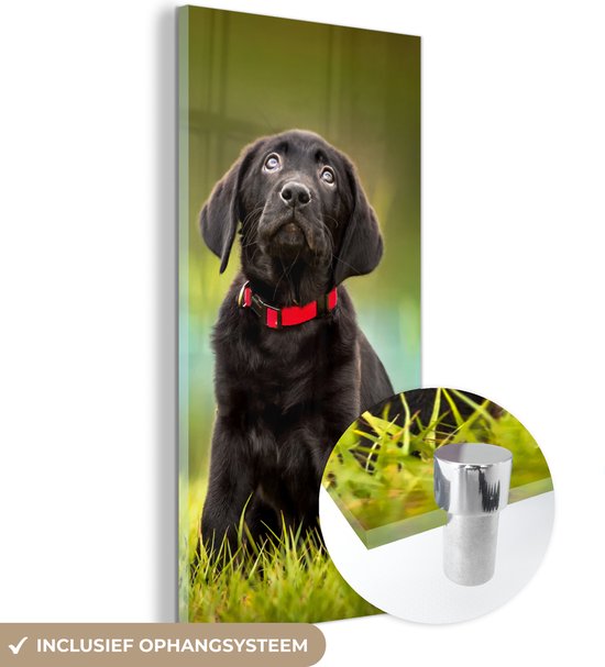 MuchoWow® Glasschilderij 20x40 cm - Schilderij acrylglas - Een zwarte Labrador Retriever die omhoog kijkt - Foto op glas - Schilderijen