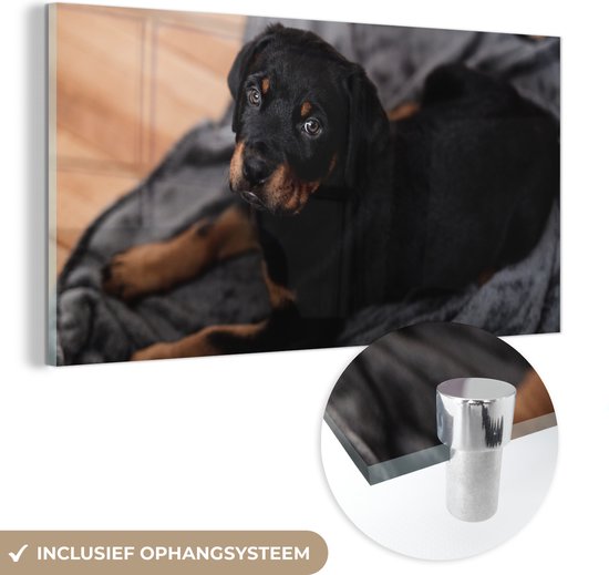 MuchoWow® Glasschilderij 40x20 cm - Schilderij acrylglas - Een Rottweiler puppy op een zwart kleed - Foto op glas - Schilderijen