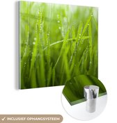 MuchoWow® Glasschilderij 20x20 cm - Schilderij acrylglas - Vroege dauwdruppels op gras - Foto op glas - Schilderijen