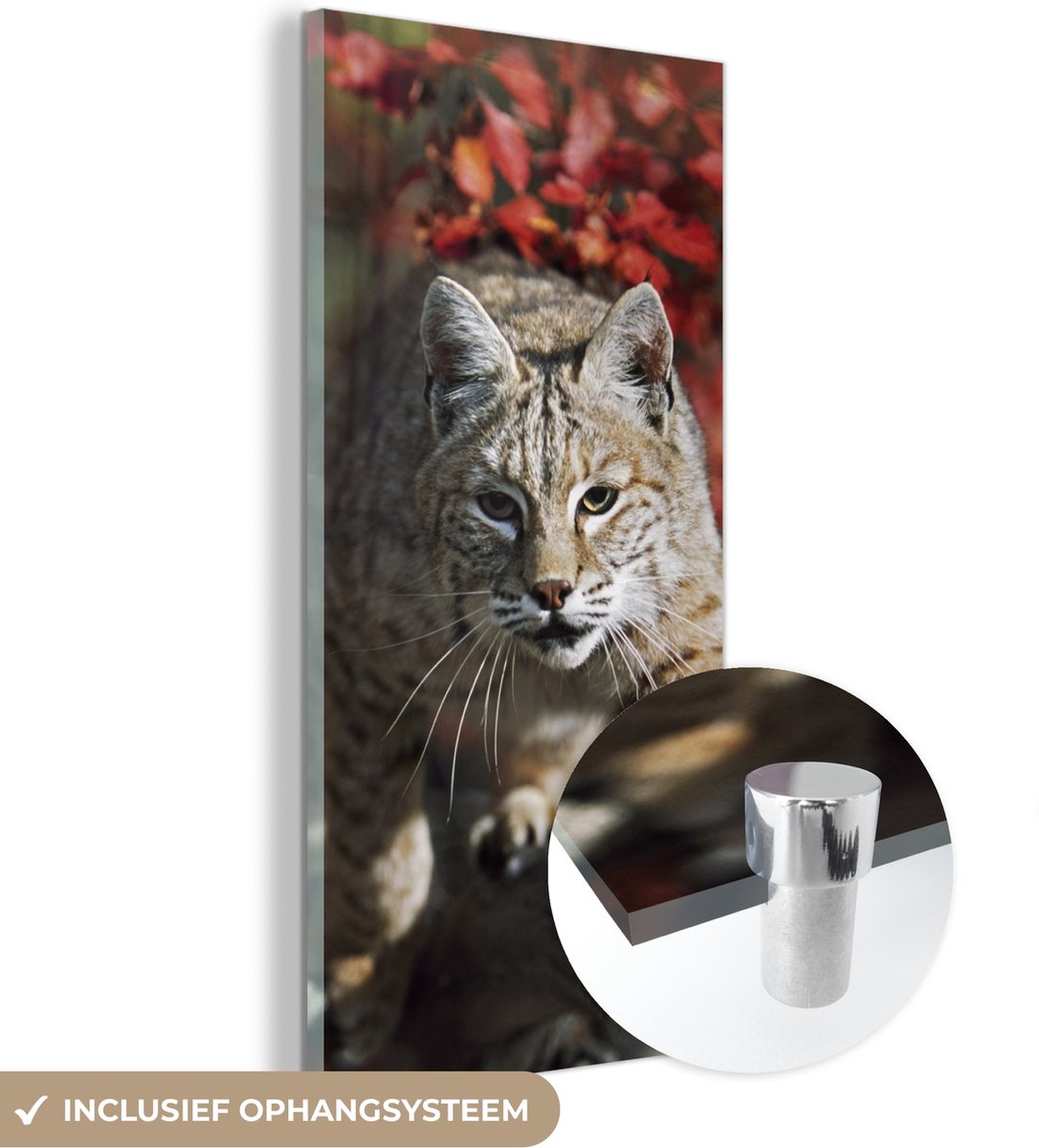 ® Glasschilderij 60x120 cm - Schilderij acrylglas - Lynx - Boomstam - Herfst - Foto op gla
