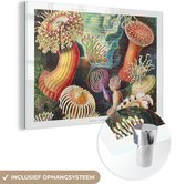 MuchoWow® Glasschilderij 180x120 cm - Schilderij acrylglas - Ernst Haeckel - Anemoon - Retro - Natuur - Planten - Zee - Foto op glas - Schilderijen