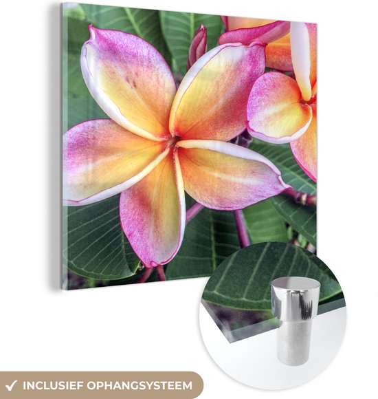 ® Glasschilderij 50x50 cm - Schilderij acrylglas - Kleurrijke Plumeria bloemen in Singapore - Foto op glas - Muurdecoratie woonkamer - Wanddecoratie slaapkamer - Schilderijen