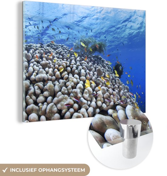 Glasschilderij - Onderwater rif met vissen - Acrylaat Schilderijen - Foto op Glas