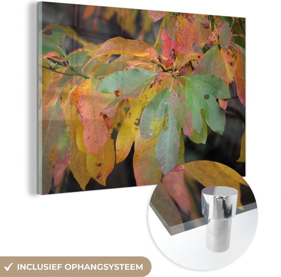 MuchoWow® Glasschilderij 180x120 cm - Schilderij acrylglas - Herfst kleuren van de sassafras bladeren - Foto op glas - Schilderijen