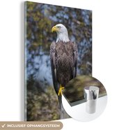 Un aigle chauve américain sur un poteau regarde de côté Plexiglas 60x80 cm - Tirage photo sur Glas (décoration murale en plexiglas)