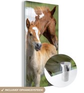 MuchoWow® Glasschilderij 60x120 cm - Schilderij acrylglas - Paarden - Veulen - Gras - Foto op glas - Schilderijen