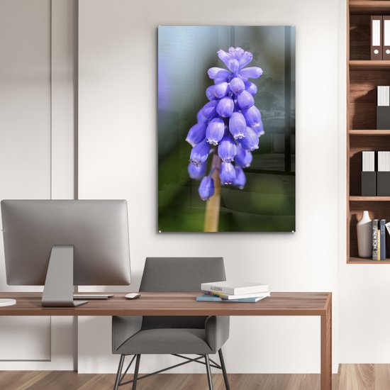 Jacinthe de raisin commun par une journée ensoleillée Plexiglas 60x90 cm - Tirage photo sur Glas (décoration murale en plexiglas)