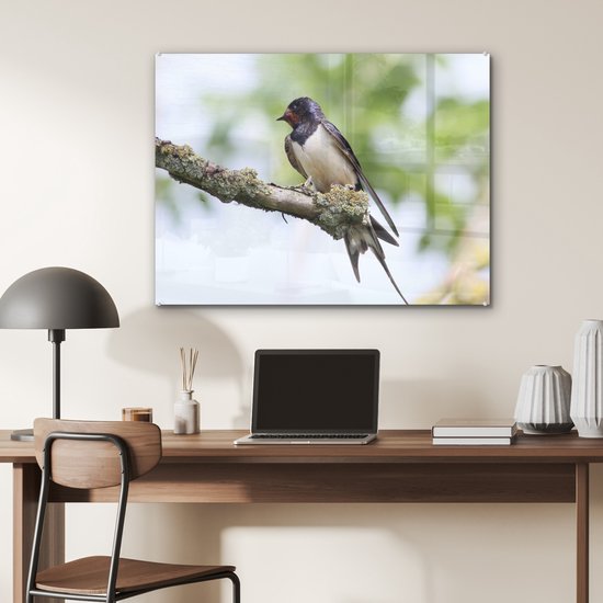 Une hirondelle rustique pose sur une branche Plexiglas 80x60 cm - Tirage photo sur Glas (décoration murale plexiglas)