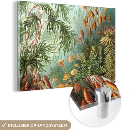 MuchoWow® Glasschilderij 90x60 cm - Schilderij acrylglas - Oude meesters - Kunst - Muscinae - Haeckel - Foto op glas - Schilderijen