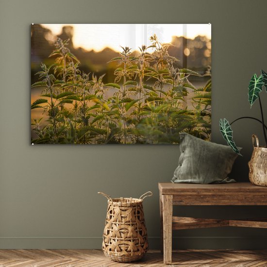 ® Glasschilderij 120x80 cm - Schilderij acrylglas - De zon gaat onder op de achtergrond bij een groep brandnetels - Foto op glas - Muurdecoratie woonkamer - Wanddecoratie slaapkamer - Schilderijen