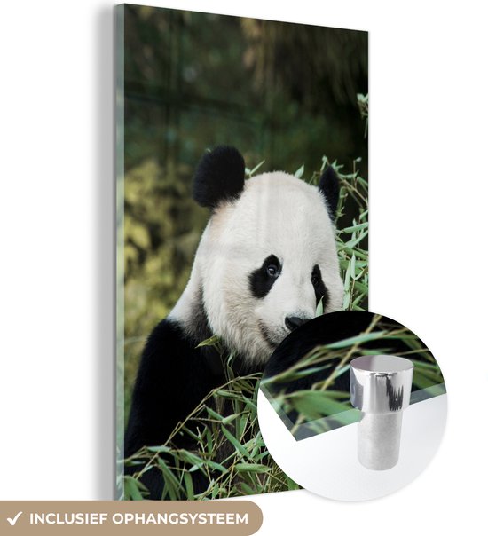 Glasschilderij - Panda - Bamboe - Plant - Acrylglas Schilderijen - Foto op Glas
