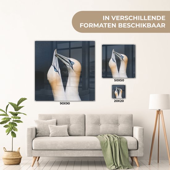 Couple de Fous de Bassan Plexiglas 90x90 cm - Tirage Photo sur Glas (Décoration murale Plexiglas)