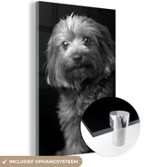 MuchoWow® Glasschilderij 80x120 cm - Schilderij acrylglas - Portretfoto van een Yorkshire Terrier - zwart wit - Foto op glas - Schilderijen