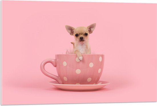Acrylglas - Kleine Beige Chihuahua Hond in Roze Theekop op Roze Achtergrond - 90x60 cm Foto op Acrylglas (Met Ophangsysteem)