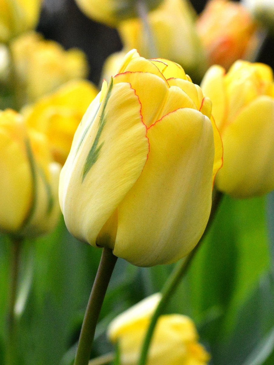 100x Tulpen 'Akebono' - BULBi® Bloembollen met bloeigarantie
