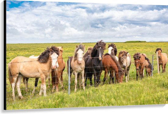 Canvas - Kudde IJslander Paarden in Groene Wei onder Schapenwolken - 150x100 cm Foto op Canvas Schilderij (Wanddecoratie op Canvas)