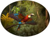 Dibond Ovaal - Meerkleurige Are Papegaai Vliegend door Groenkleurig Bos - 68x51 cm Foto op Ovaal (Met Ophangsysteem)