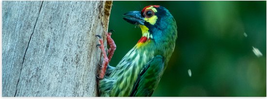 Poster Glanzend – Groene Kopersmid Vogel tegen Boomstam in de Groene Natuur - 90x30 cm Foto op Posterpapier met Glanzende Afwerking