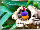 Tuinposter – Gouldamadine Vogel in Verschillende Kleuren in het Midden van Holle Boomstam - 40x30 cm Foto op Tuinposter (wanddecoratie voor buiten en binnen)