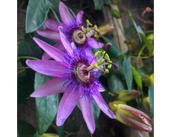 Passiflora Lavender Lady Blauw - 3 Planten - Klimplant - Pot 9cm - Hoogte 25-40cm - Passievrucht - Garden Select