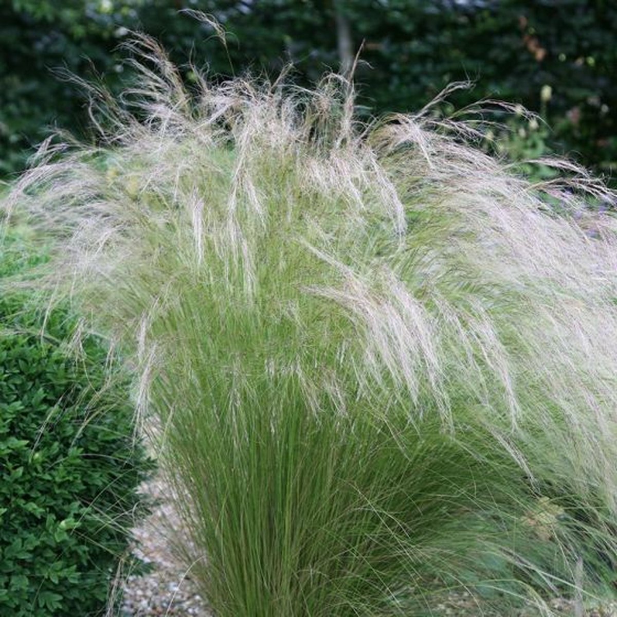 6 x Vedergras Ponytails Groen|Geel - Winterhard Siergras - Stipa tenuissima 'Ponytails' in 9x9cm pot met hoogte 5-10cm