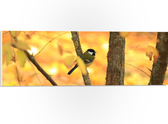 PVC Schuimplaat- Koolmees Vogel op Tak tussen de Gele Herfstbladeren - 60x20 cm Foto op PVC Schuimplaat
