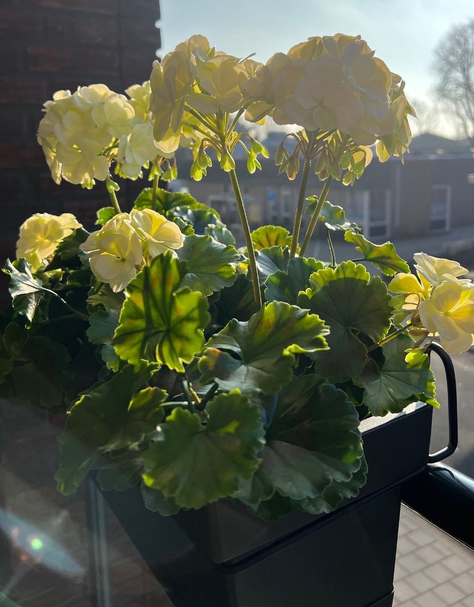Buiten kunst geranium XL wit uv-bestendig