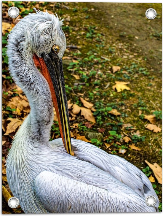 Tuinposter – Kroeskop Pelikaan met Snavel tussen Veren - 30x40 cm Foto op Tuinposter (wanddecoratie voor buiten en binnen)