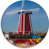 Dibond Muurcirkel - Rode Windmolen in een Tulpenveld - 50x50 cm Foto op Aluminium Muurcirkel (met ophangsysteem)